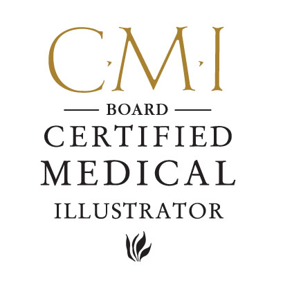 CMI Board Certified Medical Illustrator, Association of Medical Illustrators